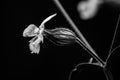 White Campion Flower Black and White