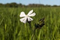 White Campion flower close up