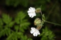 White campion Silene latifolia grows in most open habitats, particularly wasteland and fields. Flowering lasts from late spring Royalty Free Stock Photo