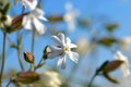 White campion  Silene latifolia  or Melandrium album closeup. Royalty Free Stock Photo