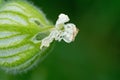 White campion, Silene latifolia or Melandrium album Royalty Free Stock Photo
