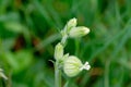 White campion, Silene latifolia or Melandrium album