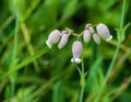 White Campion, Silene latifolia