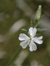 White Campion wild flower, Silene latifolia, closeup detail in nature.