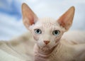 White Canadian sphinx kitten with blue eyes portrait close-up