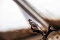 White canary class bird perched on dry branch of a tree Royalty Free Stock Photo