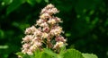 White candles of flowering Horse chestnut Aesculus hippocastanum, Conker tree on background of dark green foliage Royalty Free Stock Photo