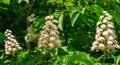 White candles of flowering Horse chestnut Aesculus hippocastanum, Conker tree on background of dark green Royalty Free Stock Photo