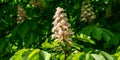 White candles of flowering Horse chestnut Aesculus hippocastanum, Conker tree Royalty Free Stock Photo