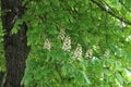 White candles of flowers bloom on a horse chestnut tree on a sunny may day