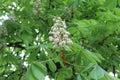 White candles of flowers bloom on a horse chestnut tree on a sunny may day