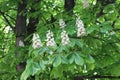 White candles of flowers bloom on a horse chestnut tree on a sunny may day