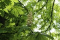 White candles - flowers decorate chestnut trees in spring