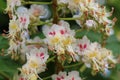 White candles - flowers decorate chestnut trees in spring