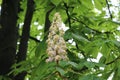 White candles-flowers decorate chestnut trees in spring