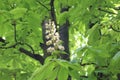 White candles - flowers decorate chestnut trees in spring