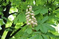 White candles - flowers decorate chestnut trees in spring