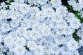White candytuft flowers blooming as a nature background Royalty Free Stock Photo