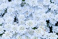 White candytuft flowers blooming as a nature background Royalty Free Stock Photo