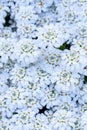 White candytuft flowers blooming as a nature background Royalty Free Stock Photo