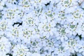 White candytuft flowers blooming as a nature background Royalty Free Stock Photo