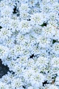 White candytuft flowers blooming as a nature background Royalty Free Stock Photo