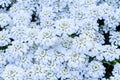 White candytuft flowers blooming as a nature background