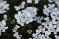 White candytuft flowers Royalty Free Stock Photo