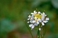 White Candytuft Royalty Free Stock Photo