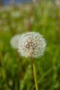 The white cap of a dandelion. Wild grasses of the cold northern summer