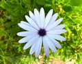 White Cape daisy close-up, flower with light purple center and young buds above green leaves. Royalty Free Stock Photo