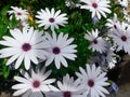 White Cape daisy closeup, flowers with light-purple center Royalty Free Stock Photo