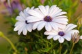 White Cape daisy (Osteospermum) with purple center Royalty Free Stock Photo