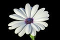 White cape daisy with purple center Royalty Free Stock Photo