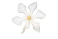 White Cape Jasmine