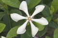 White Cape Jasmine