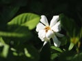 White Cape Jasmine flower blooming