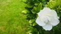 White cape Jasmine in garden after rainy day, with green field background.