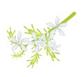 White Cape Leadwort Flower or White Plumbago Flower Royalty Free Stock Photo