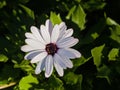 white cape rain daisy flower - Dimorphotheca pluvialis Royalty Free Stock Photo