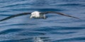White Capped Albatross