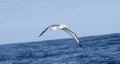 A White-capped Albatross, Thalassarche cauta, gracefully flies over the shimmering body of water in South Africa