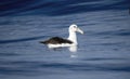 A white capped albatross, Thalassarche cauta, floats on top of the tranquil waters in South Africa