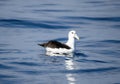 A White-capped Albatross, Thalassarche cauta, floating on the surface of a body of water in South Africa