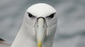 White-capped albatross Thalassarche cauta steadi.