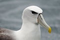 White-capped albatross Thalassarche cauta steadi.