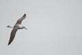 White-capped albatross Thalassarche cauta steadi.