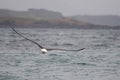 White-capped albatross Thalassarche cauta steadi.