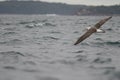 White-capped albatross Thalassarche cauta steadi.