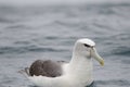 White-capped albatross Thalassarche cauta steadi.